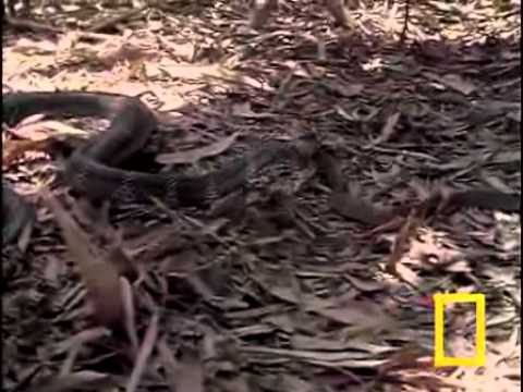 krotalias - KING COBRA ATTACKS RATTLESNAKE ΕΠΙΘΕΣΗ ΚΟΜΠΡΑΣ ΣΕ ΚΡΟΤΑΛΙΑ.