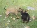 Our kids on Thanksgiving - Sibling Rivalry