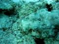 videos de Camouflage parfait