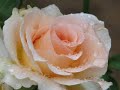 Do Not Stand At My Grave And Weep ( By Katherine Jenkins )
