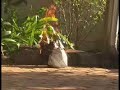How To: Make a giant fire ball How To: Make a giant fire ball