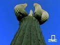 smooth jazz - azymuth - voo sobre o horizonte