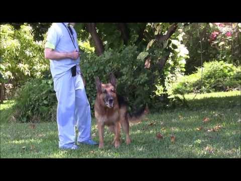 german shepherd