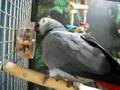 videos de Parrots Foraging