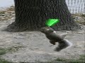 Gorillaz- Re- Hash squirrel Music Video! Gorillaz- Re- Hash squirrel Music Video!