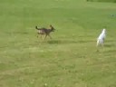 Kipr 9 months old learning to play fetch