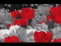 Photoshop Tutorial: Color Exclusion (2 Part)
