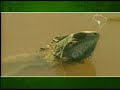 Brazil for Travelers - Pantanal Brazil for Travelers - Pantanal