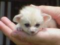fennec slide show