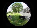 A Woof in the Park (Fisheye)