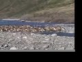 Arctic National Wildlife Refuge-Porcupine Caribou Migration