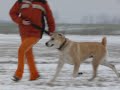 Central Asian Shepherd dog BAJ TAGAN