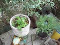 Rufus entdeckt die Terrasse