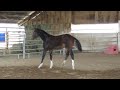 Ricochet--Flashy 2009 Oldenburg Filly by Rascalino FOR SALE
