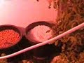 Hydrocentres Hydroponic Tidal Table Hydrocentres Hydroponic Tidal Table