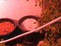 Hydrocentres Hydroponic Tidal Table