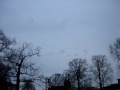 Vogels 2 Vogels 2