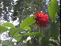 Brasil 91-34 Rio-Jardim Botanico
