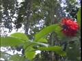Brasil 91-34 Rio-Jardim Botanico