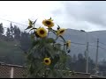 Andahuaylas Talavera Zona Urbana