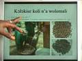 videos de IICD supported project: ICT for shea butter producers (Pt.2)