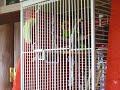 MY Quaker Parrot Singing, If Your Happy and You Know It!