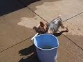 Crazy Syco Dog Crazy Syco Dog