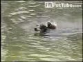 Dog Riding Duck - PetTube.com