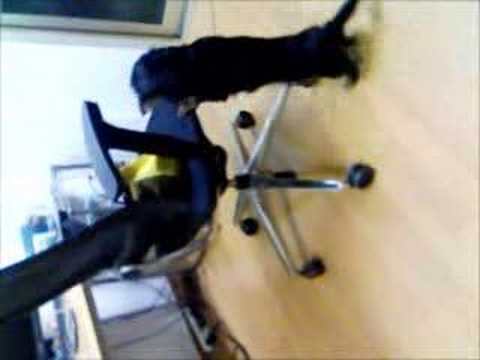 ミニチュアダックスのかわいい行動その2Youtube(ユーチューブ・ゆーちゅーぶ)・Dailymotion動画