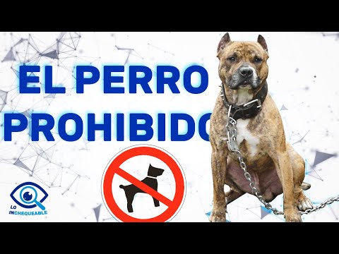 pit bull