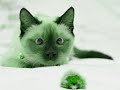 ПРИКОЛЬНЫЕ КОТЯТА- 2