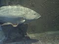 Atlantis 08