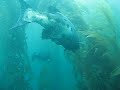 Giant Sea Bass Giant Sea Bass