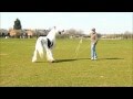 HotShot gypsy horse stallion