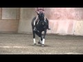 Dressage Horse For Sale - THEODORE