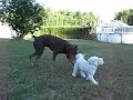 Dobermans, Seajay joue avec meggie + Léka Dobermans, Seajay joue avec meggie + Léka