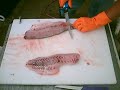 How2 filet Striper with Electric  Knife