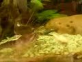 Yabbie fishing Yabbie fishing