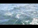 baleine by loul