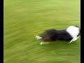 Lurcher run Lurcher run