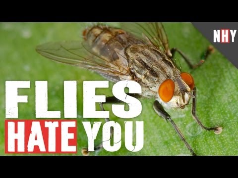 Hate - Flies are annoying, they vomit a lot, and they infect 10000 people a year with sleeping sickness. Plus they may end up killing all of us. That buzzing sound...