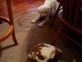 9/13/2008 Pets Playin\ 9/13/2008 Pets Playin\