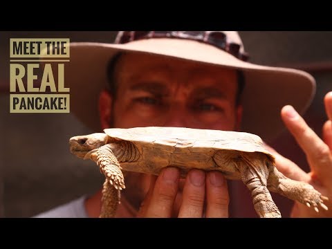 YouTube reptile video