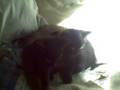 videos de Flyboy Rocco Rock and Cho-Cho San duke it out.