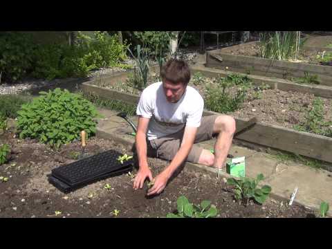 how to transplant lettuce plants