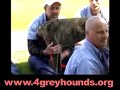 Greyhound training video.