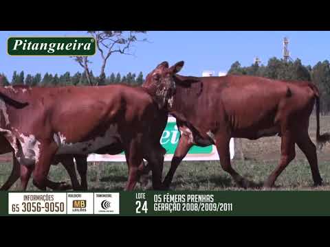 2 DE OLHO NA FAZENDA GRUPO PITANGUEIRA