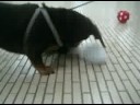 破壊王コジ２