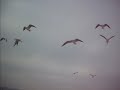 Birds goin mad fighting for crumbs st asaph pensarn beach