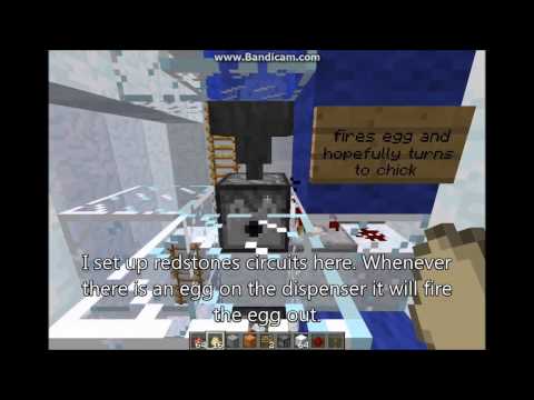 how to harvest eggs from chickens